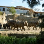 VRS-Kindertage vom 1. bis 3. Oktober 2016: Drei Tage freier Eintritt in den Kölner Zoo für alle Kinder bis einschließlich 12 Jahre - copyright: Kölner Zoo / Rolf Schlosser