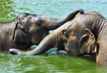 Elefantentag im Kölner Zoo copyright: Rolf Schlosser