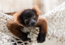 Gleich vierfacher Nachwuchs bei den Varis im Kölner Zoo copyright: Kölner Zoo