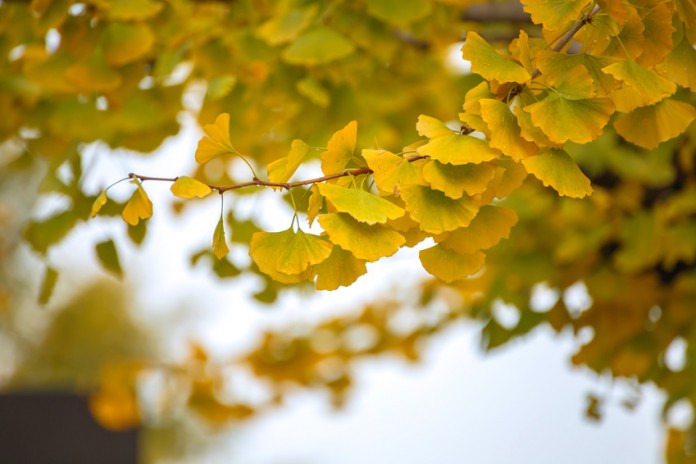 Ginkgo biloba ein Blatt gegen neurologische Erkrankungen