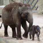 Nachwuchs bei den Elefanten im Kölner Zoo: "Marlar" hat einen kleinen Bullen geboren - Mit Live-Stream und vielen Bildern! - copyright: Werner Scheurer
