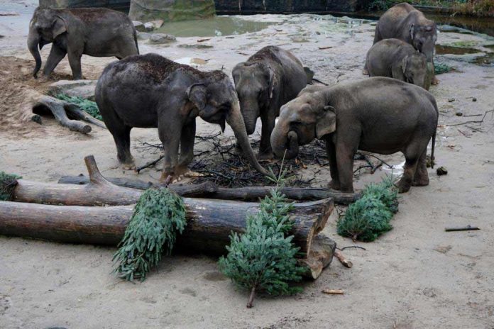 Kölner Zoo Weihnachten 2022 Kinder können an Weihnachten kostenlos in den Kölner Zoo ⋆ CityNEWS