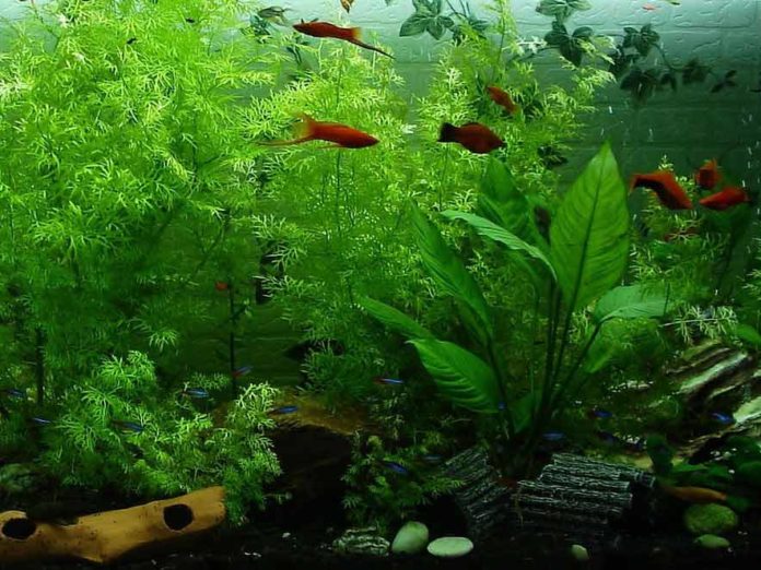 Gewinnspiel für Aquarium-Fans: Mit CityNEWS in die Aquaristik starten!