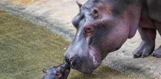 Der Hippodom gilt als Leuchtturmprojekt für das Verständnis von progressiver Tiergärtnerei. copyright: Werner Scheurer / Kölner Zoo