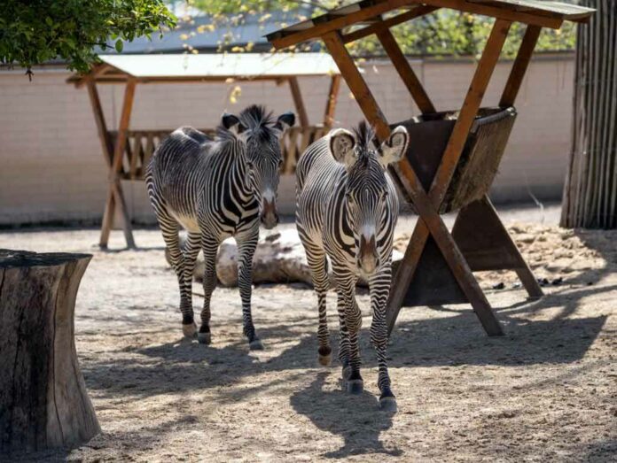 Auf Streife(n): Neue Grévy-Zebra-Anlage im Kölner Zoo ⋆ ...