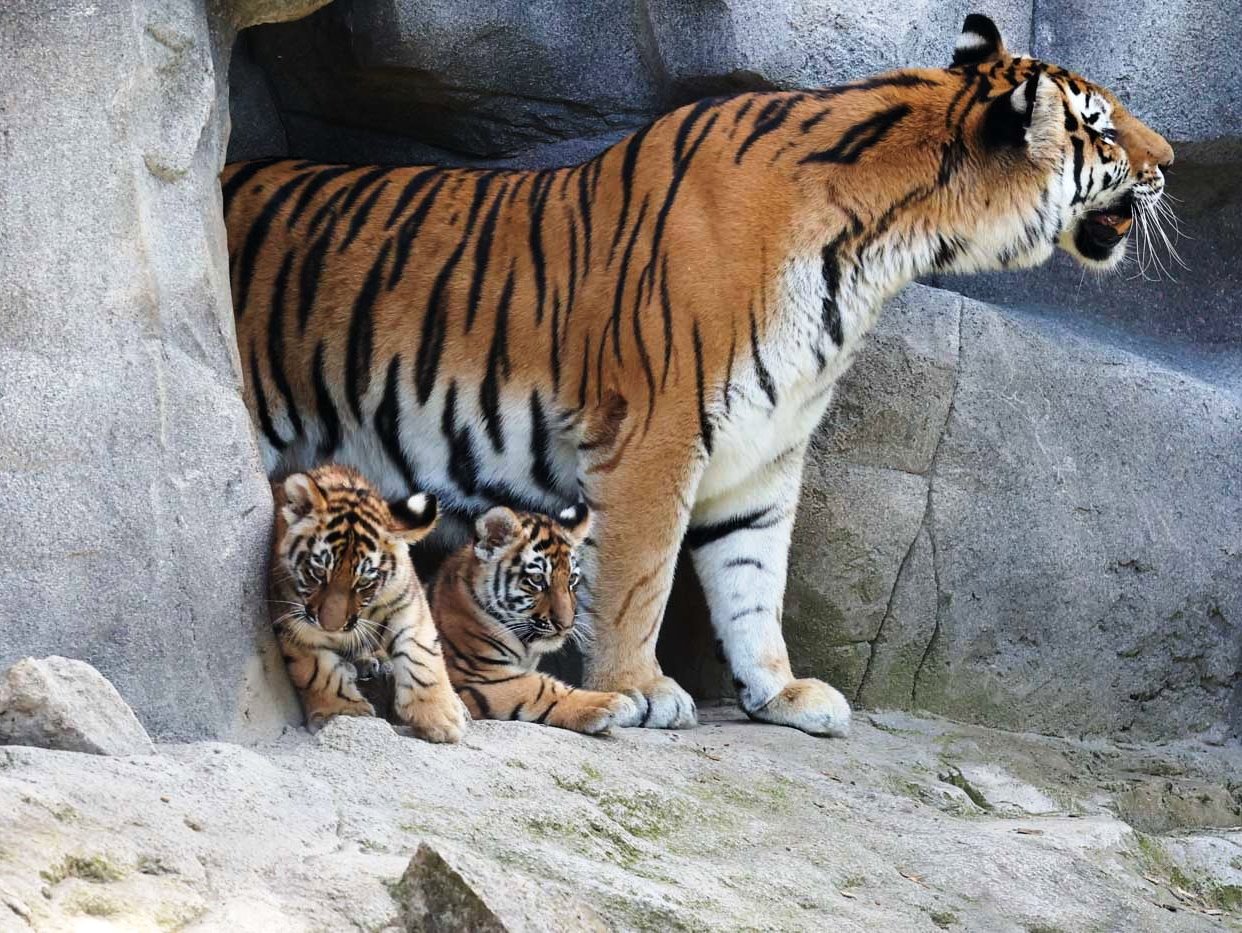 Der weltweite Bestand freilebender Tiger wird auf nur noch etwa 4.500 Tiere geschätzt.