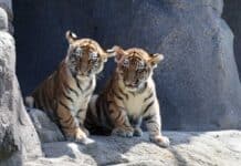 Kölner Zoo präsentiert junge Amur-Tiger Tochka und Timur