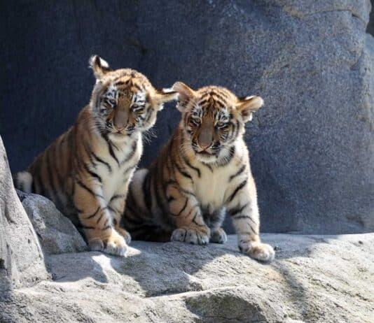 Kölner Zoo präsentiert junge Amur-Tiger Tochka und Timur