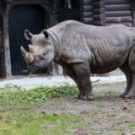 Neue Nashornkuh im Kölner Zoo: Hoffnung für die bedrohte Art