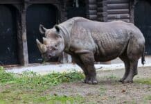 Neue Nashornkuh im Kölner Zoo: Hoffnung für die bedrohte Art