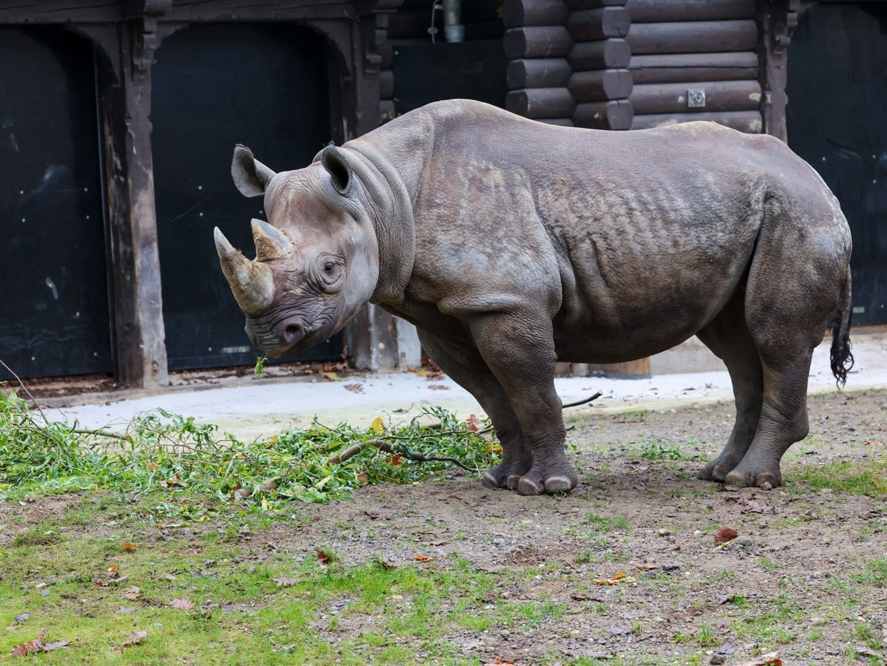 Neue Nashornkuh im Kölner Zoo: Hoffnung für die bedrohte Art